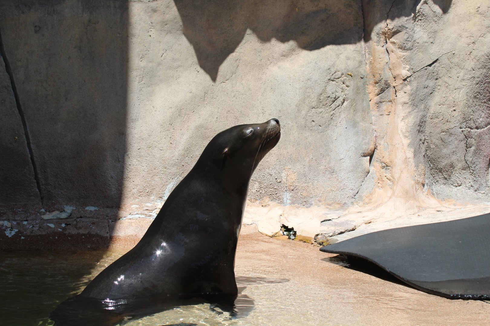 California Sea Lion