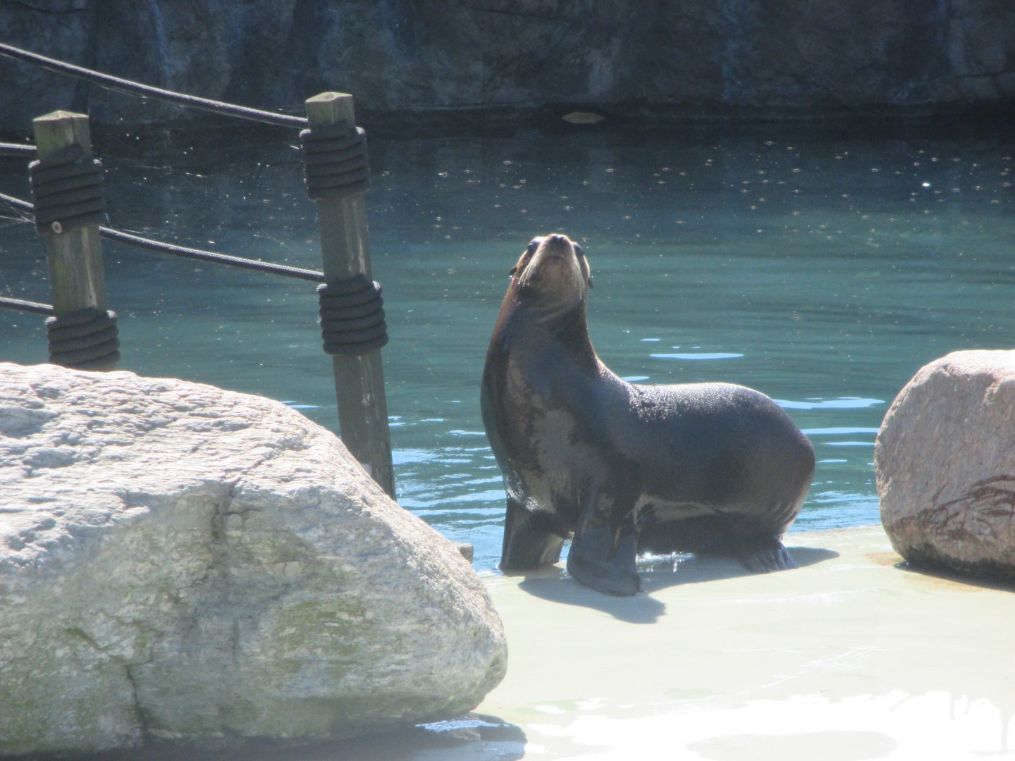 California sea lion