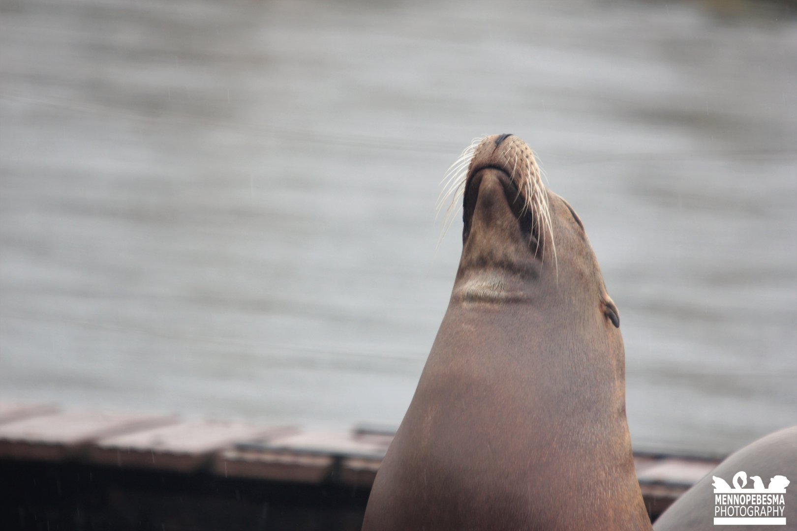 California sea lion