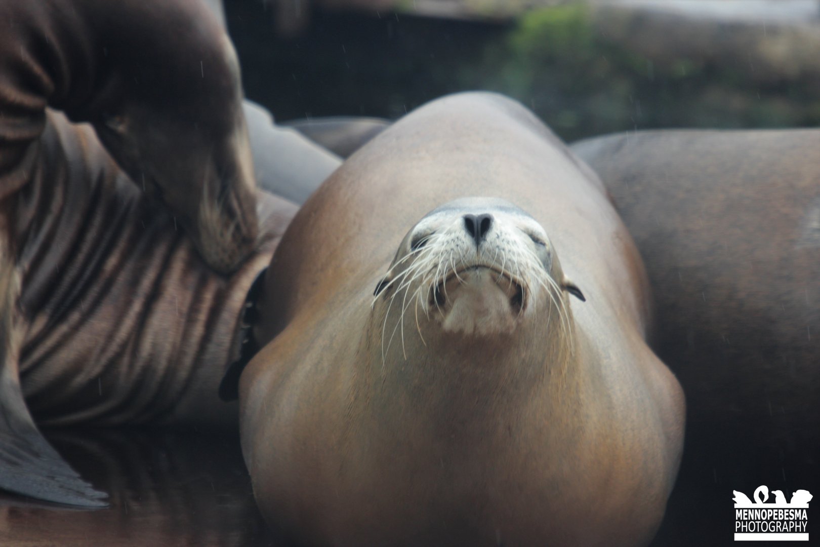 California sea lion
