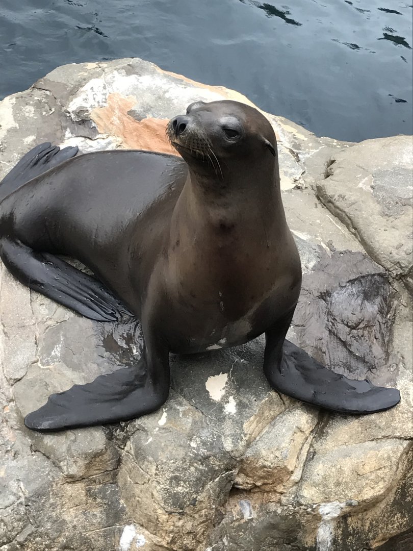 California sea lion