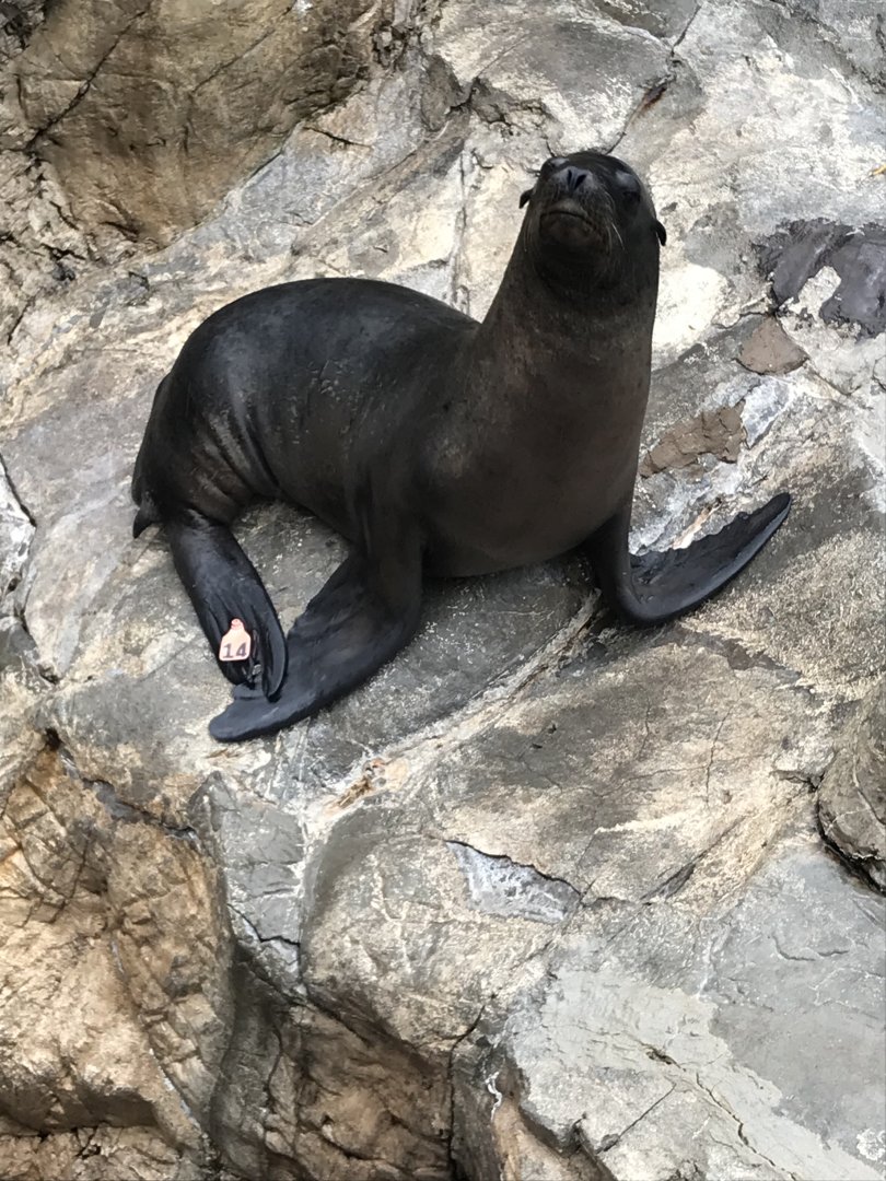 California sea lion