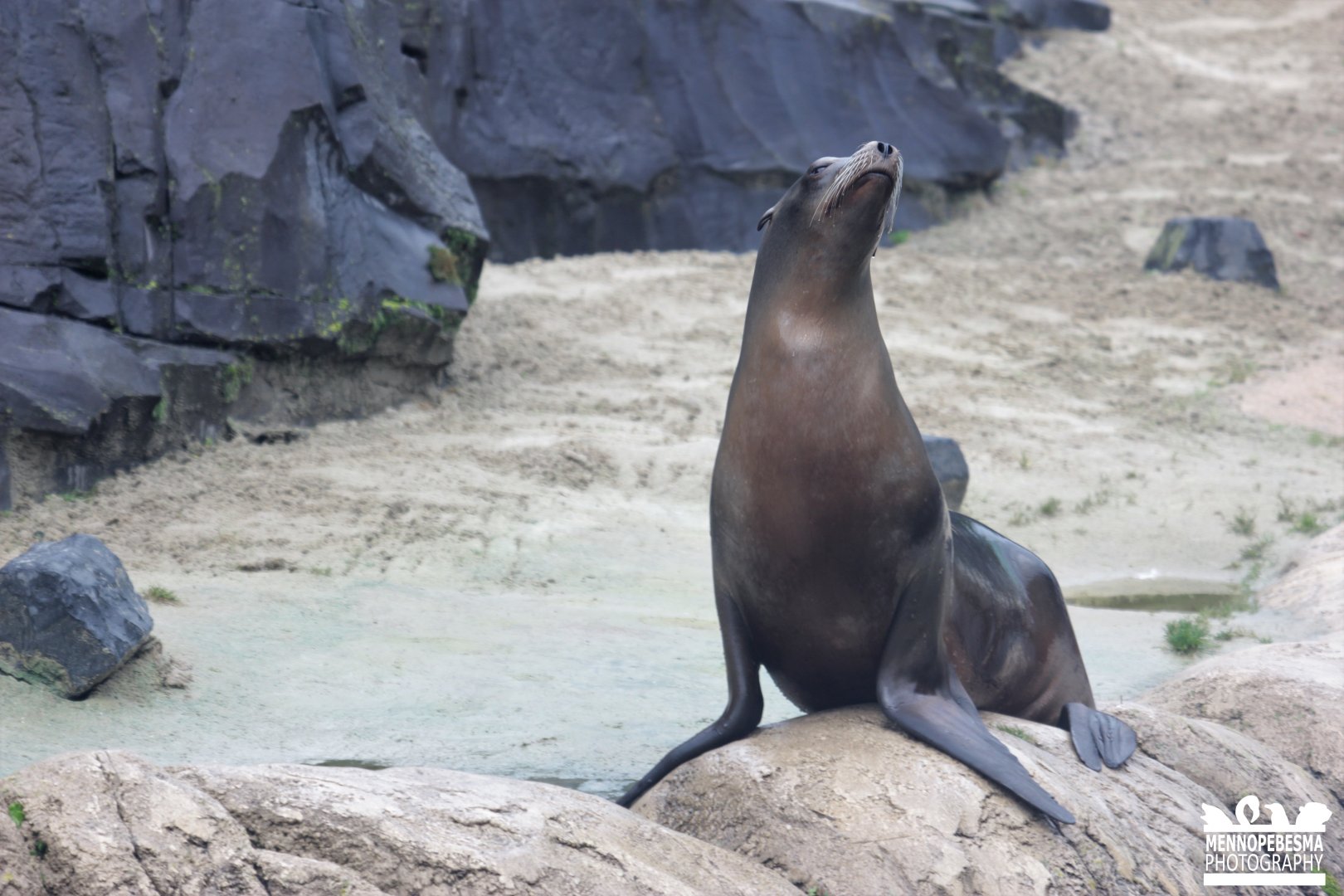 California sea lion