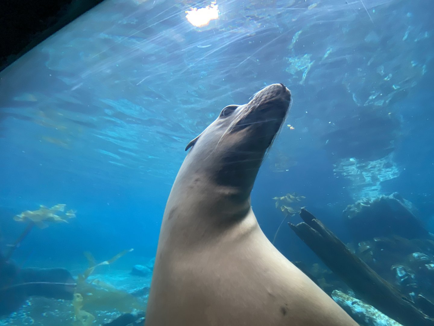 California Sea Lion