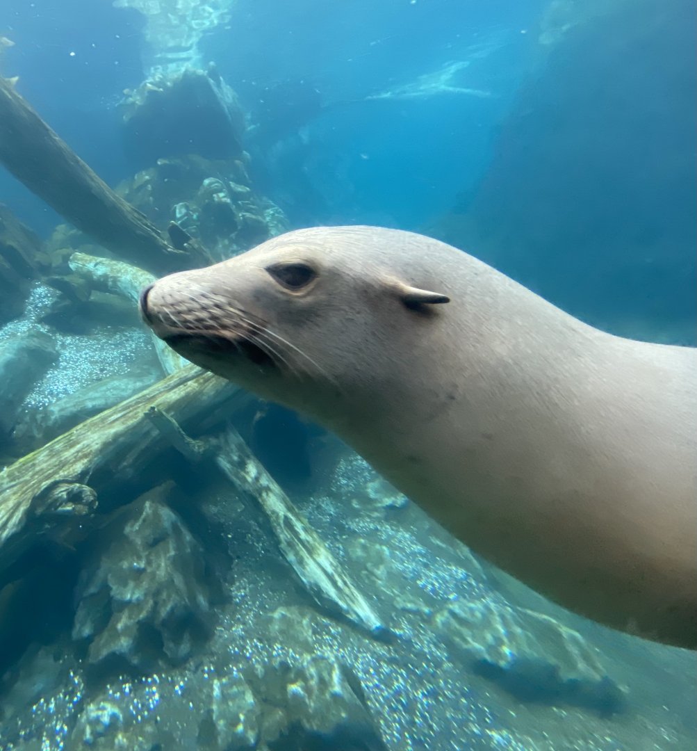 California Sea Lion