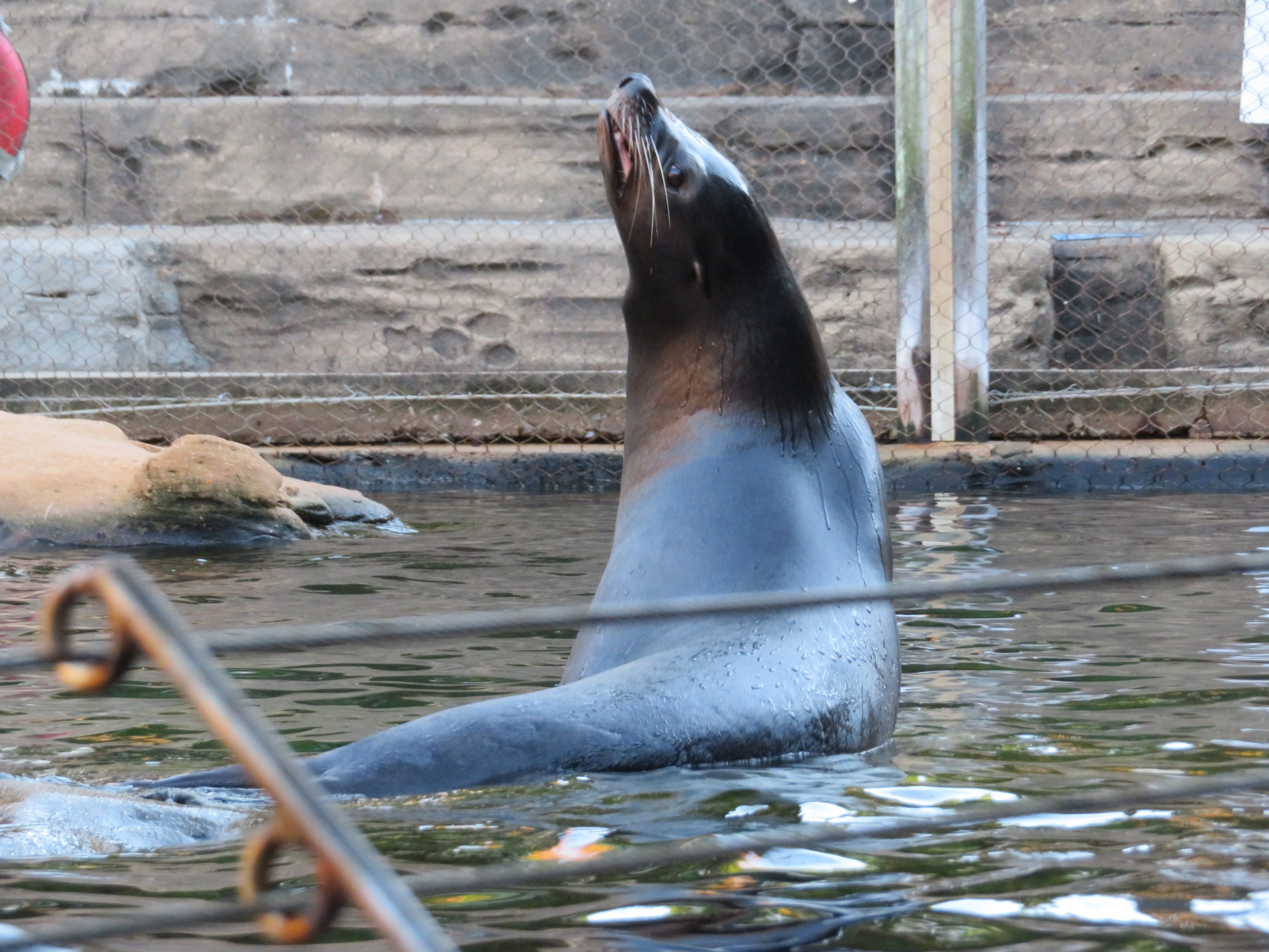 California Sea Lion