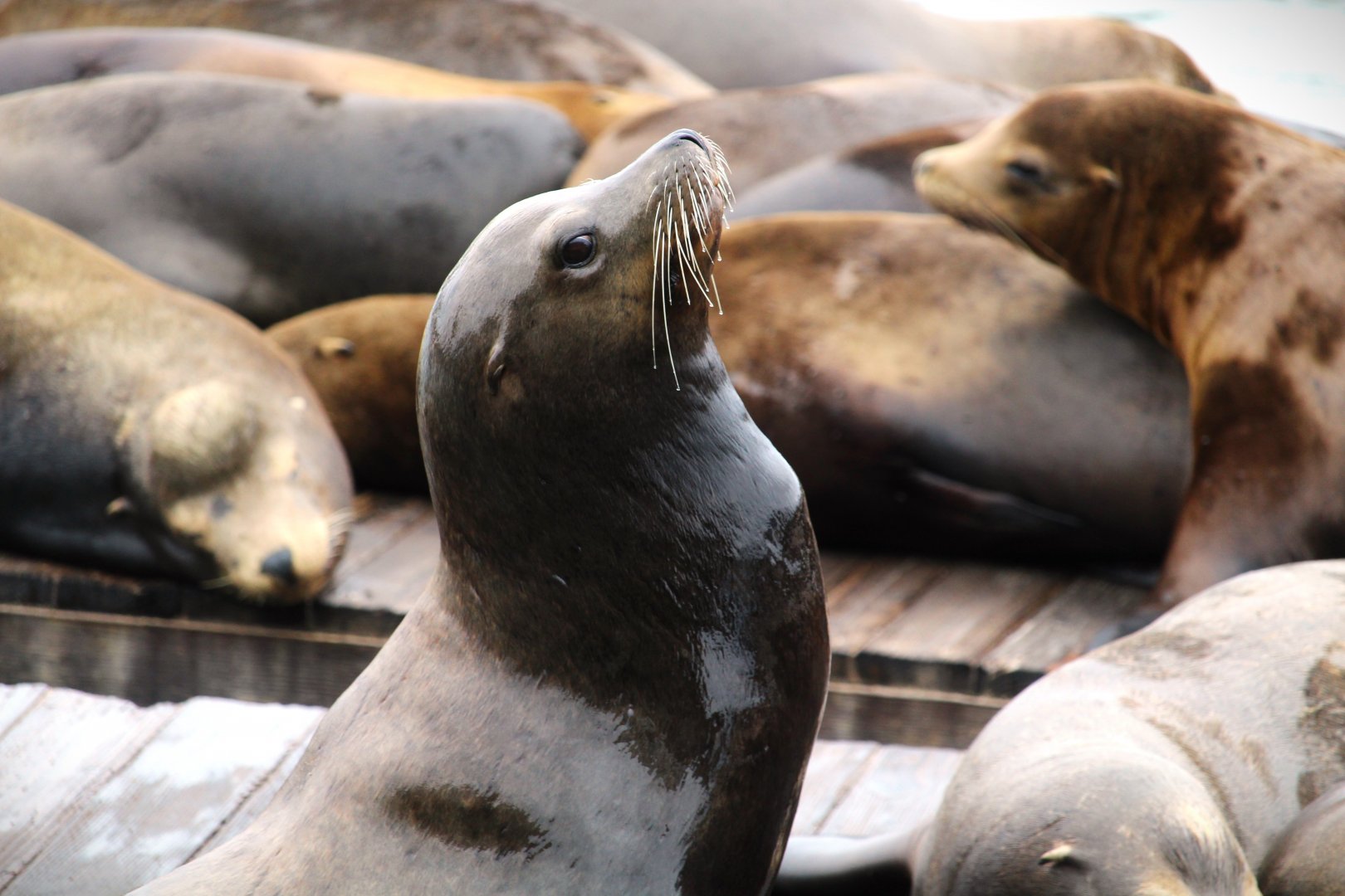 California Sea Lion