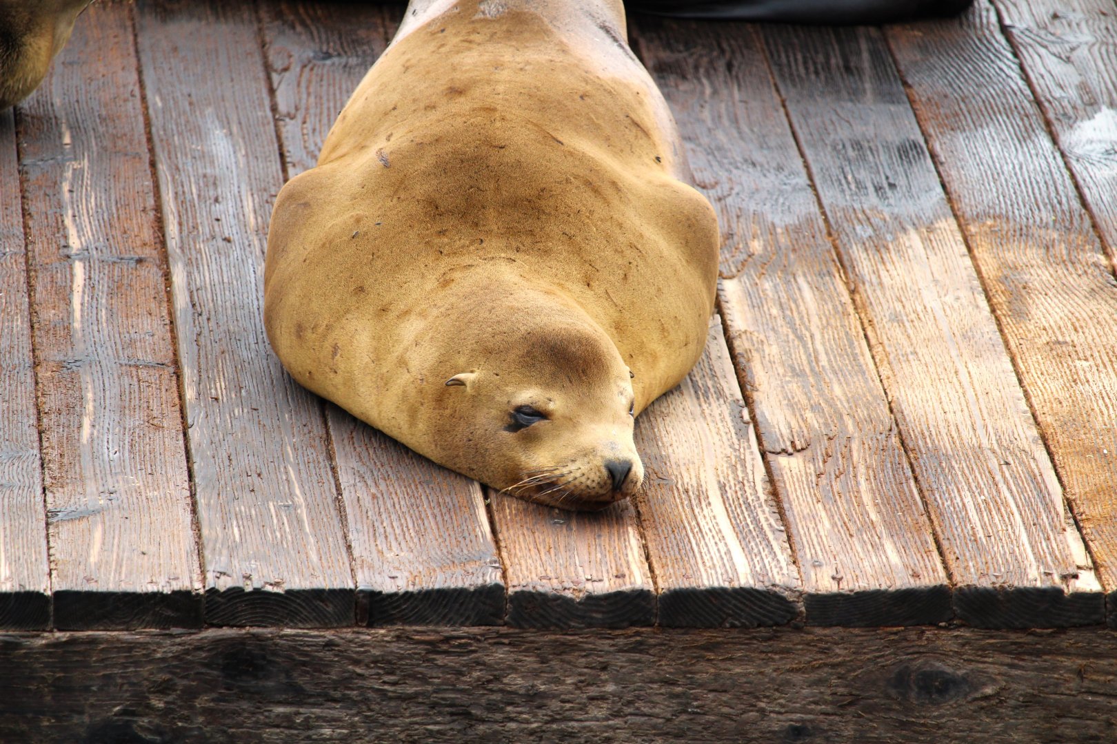 California Sea Lion
