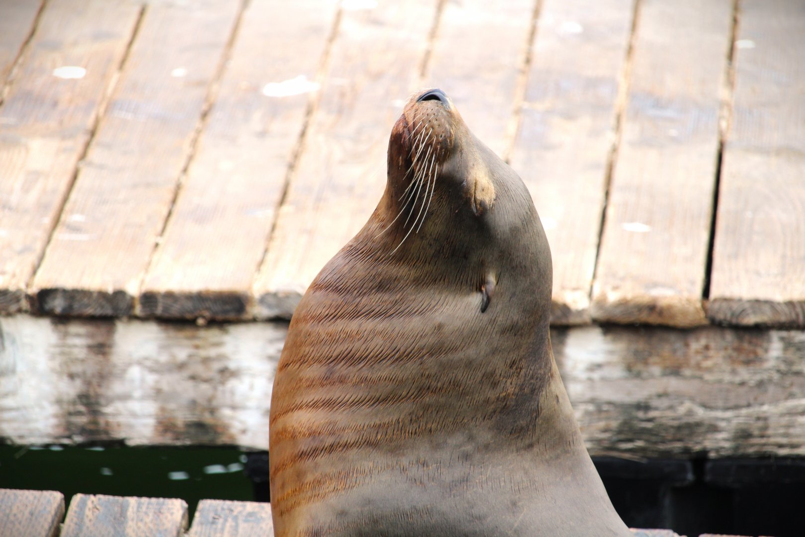 California Sea Lion