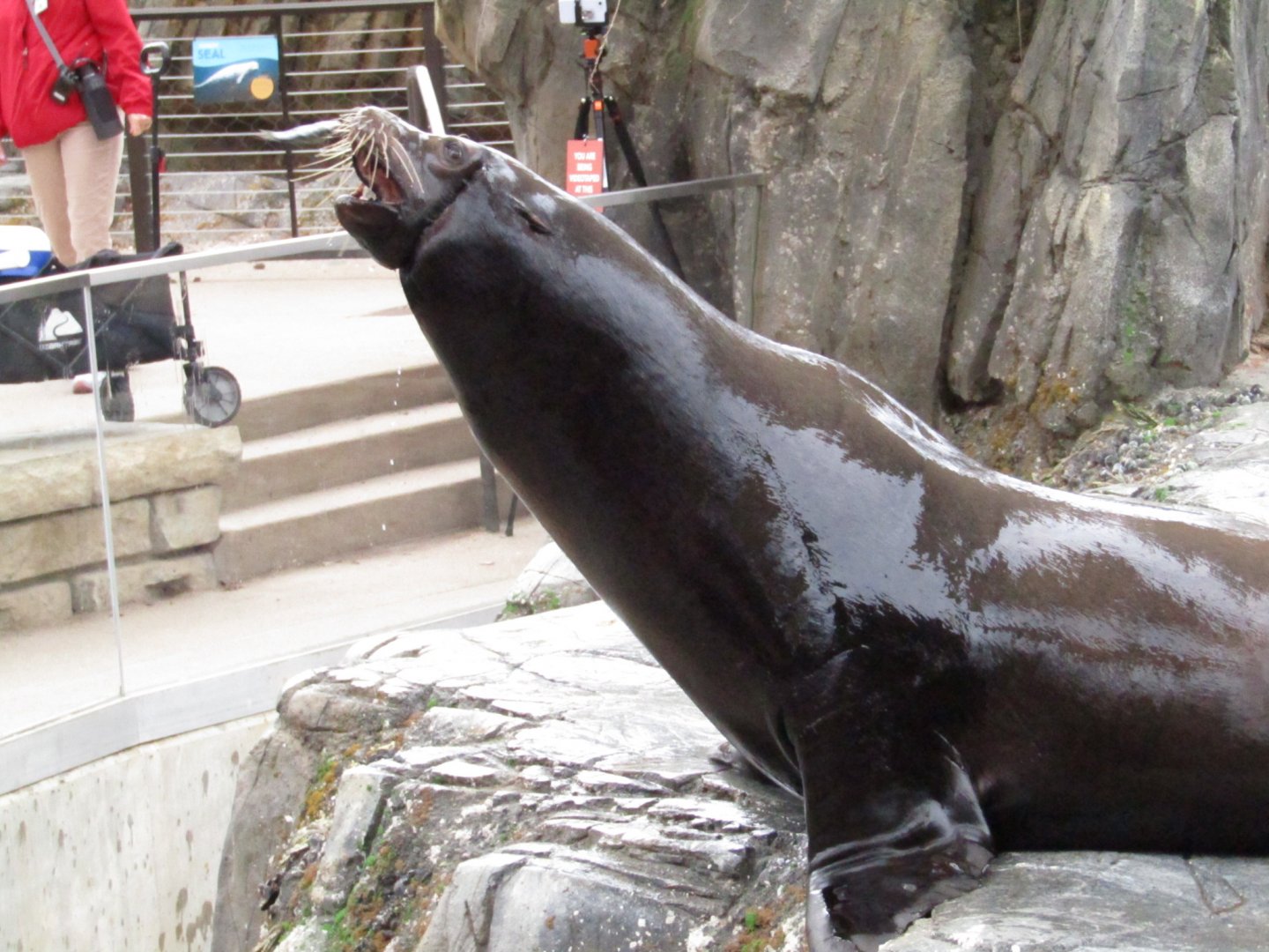 California Sea Lion