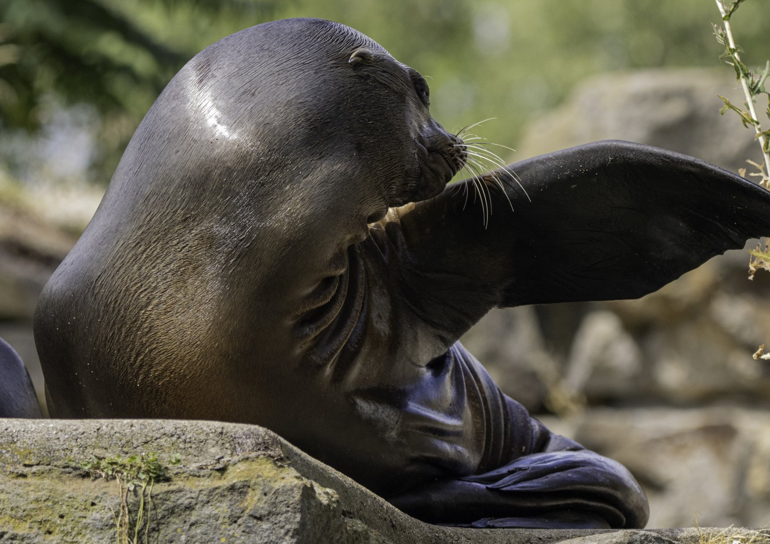 California Sea Lion