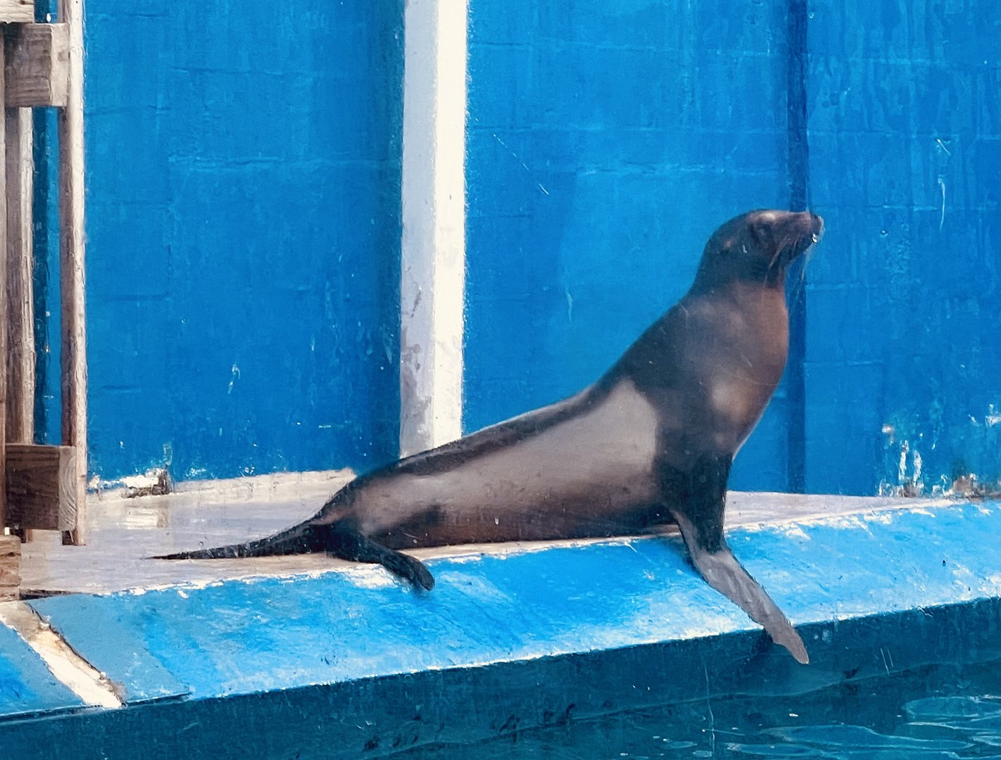 California Sea Lion