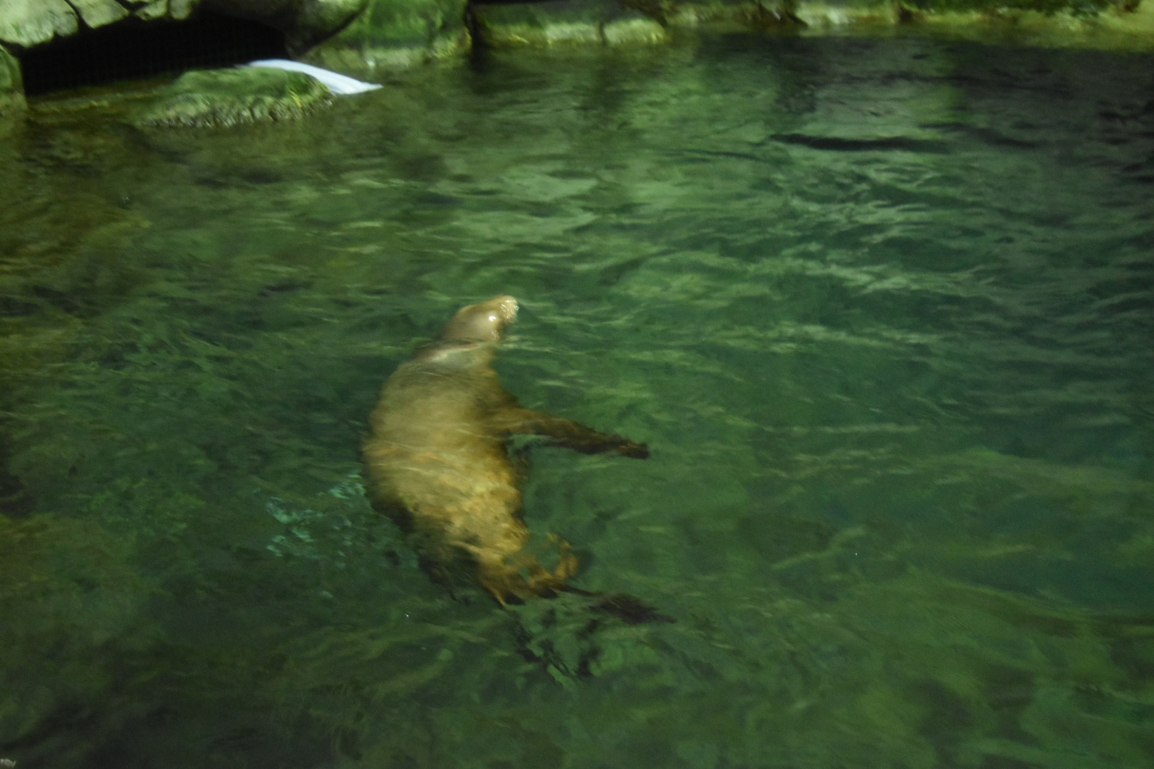 California Sea Lion