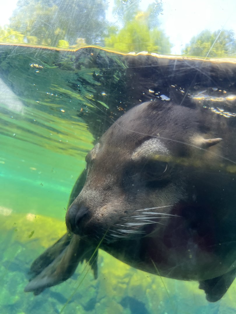 California Sea Lion