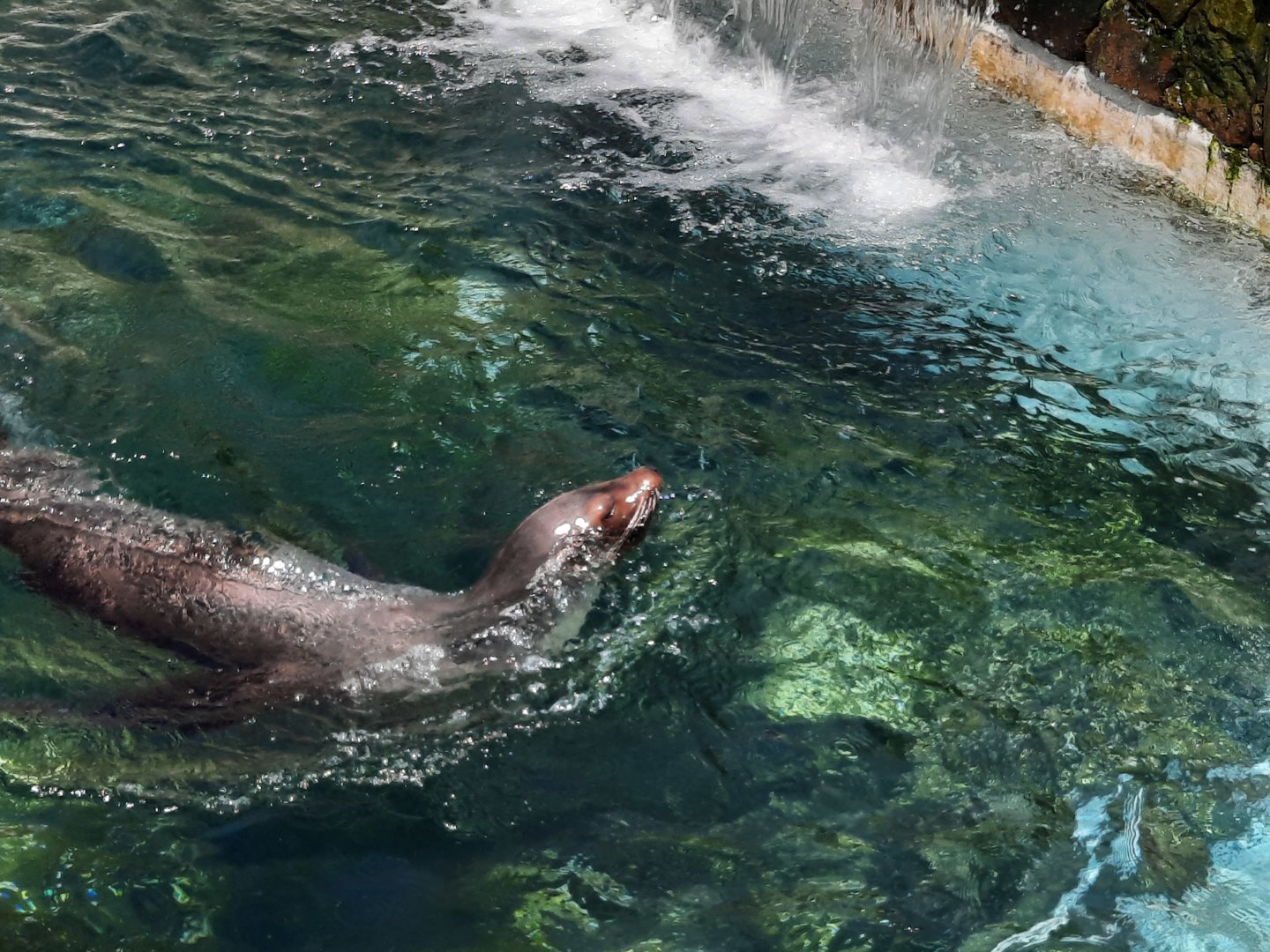 California Sea Lion