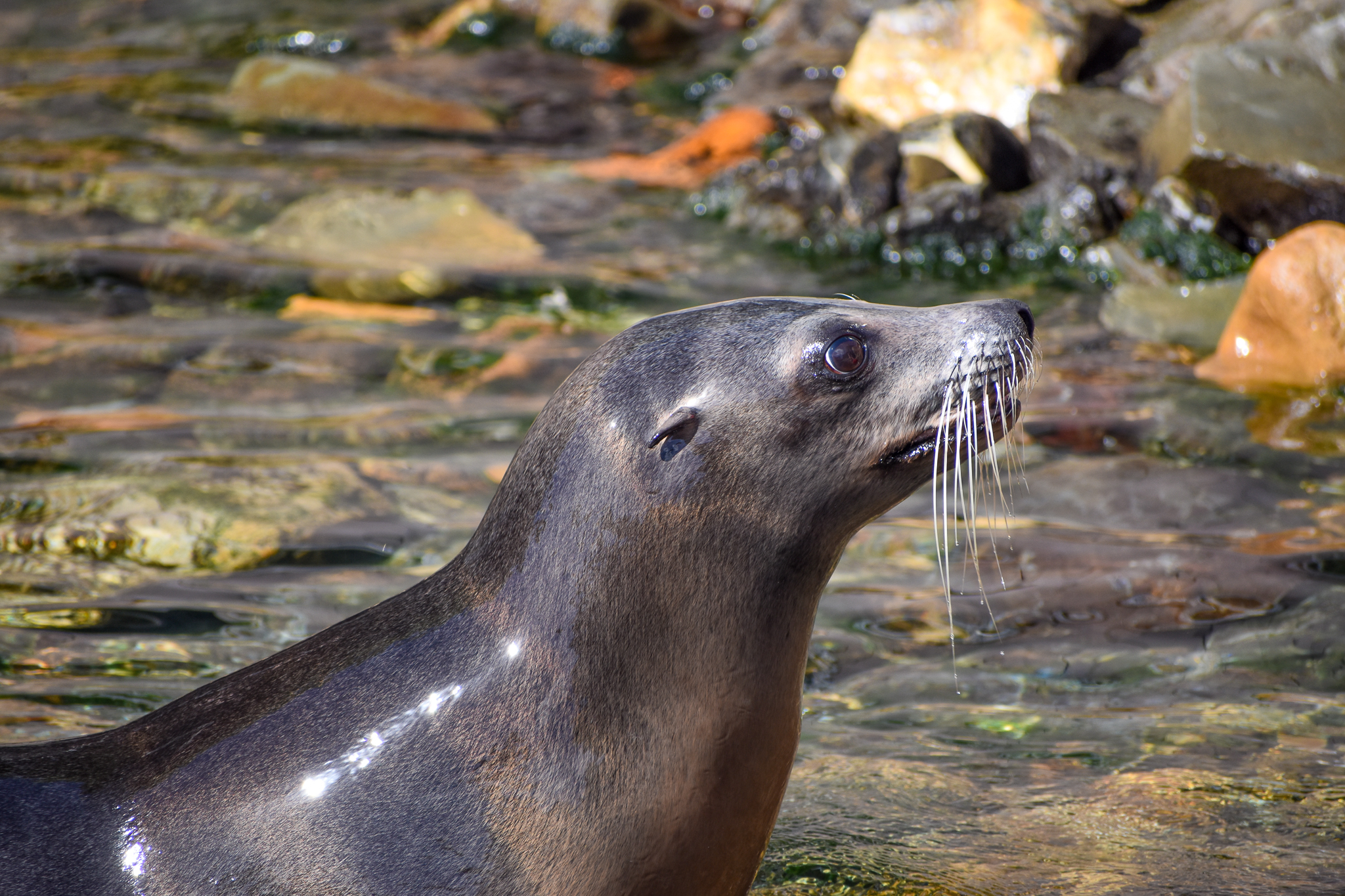 California Sea-Lion