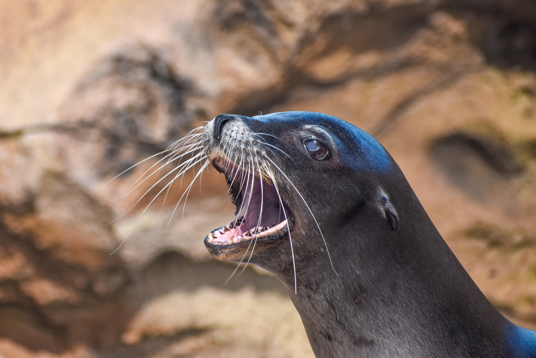 California Sea-Lion