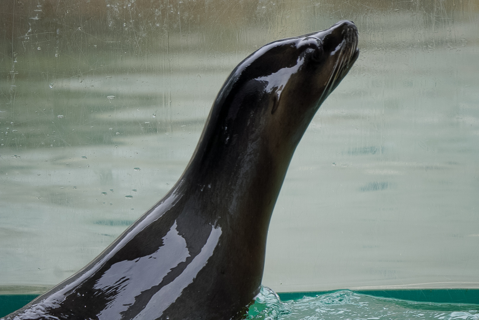 California Sea Lion