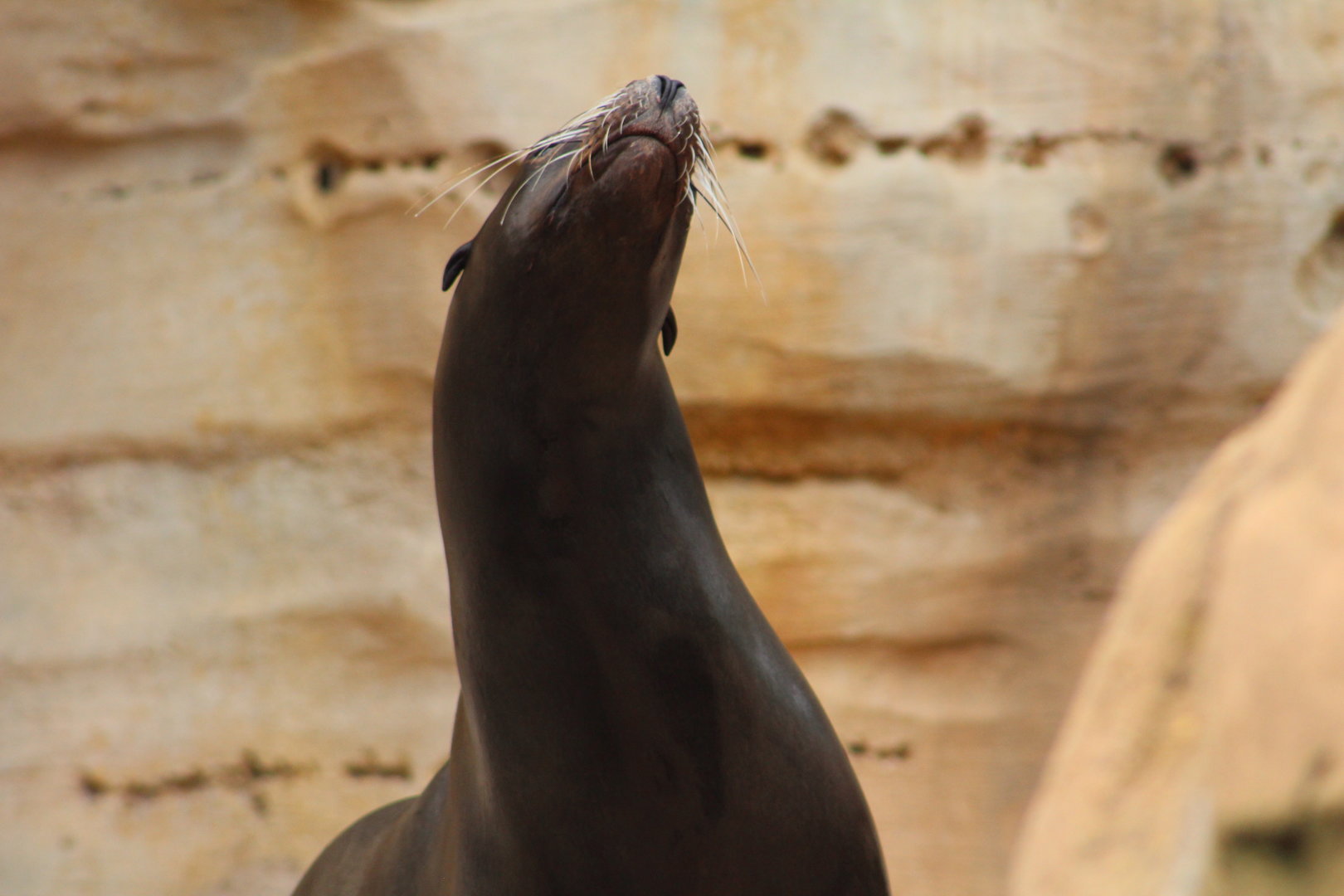 California Sea lion