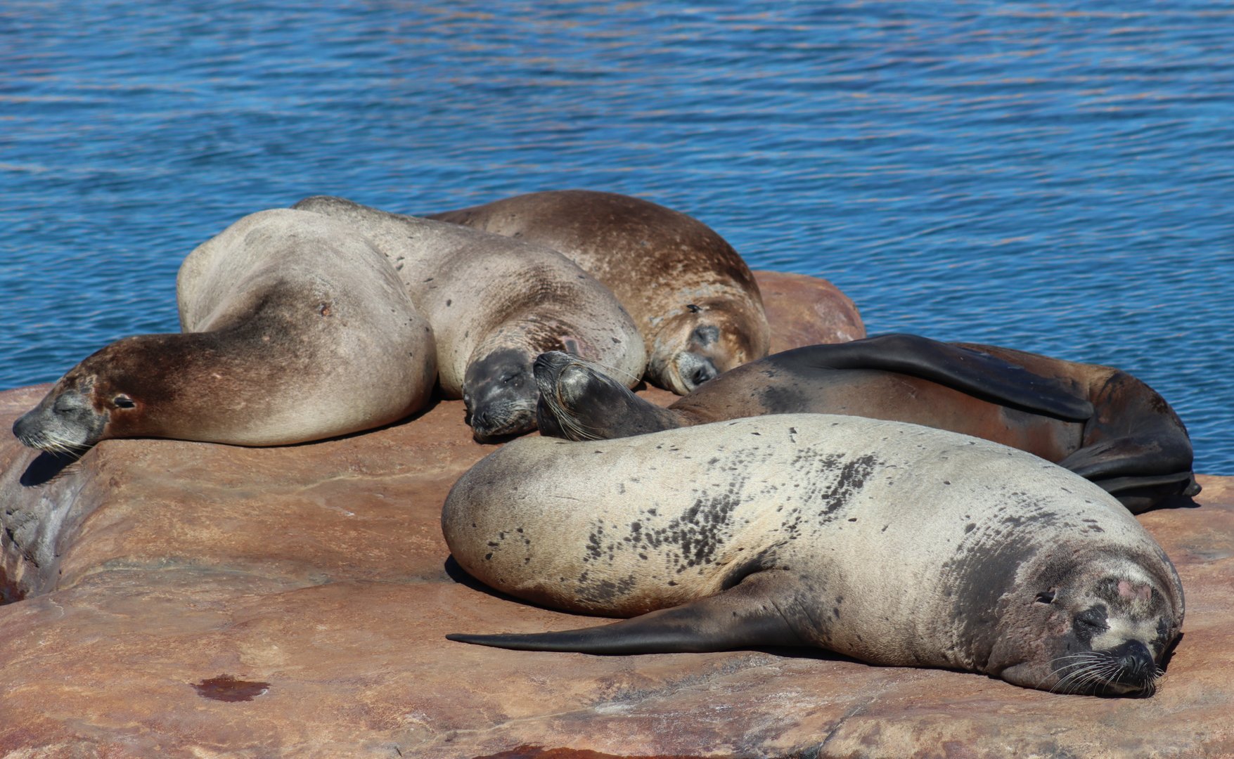 California Sea Lion