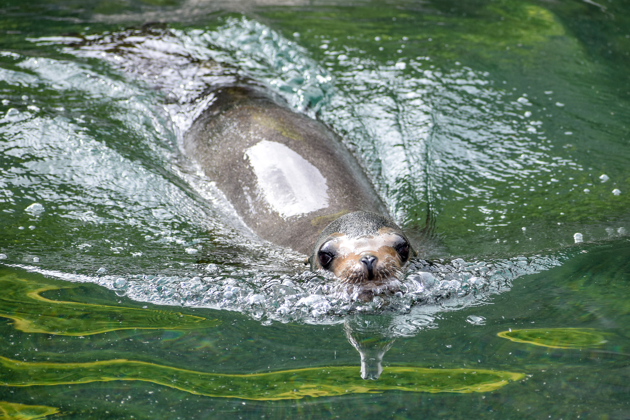 California Sea-Lion