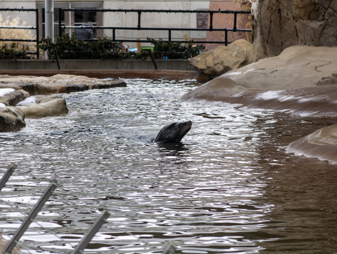 California Sea Lion
