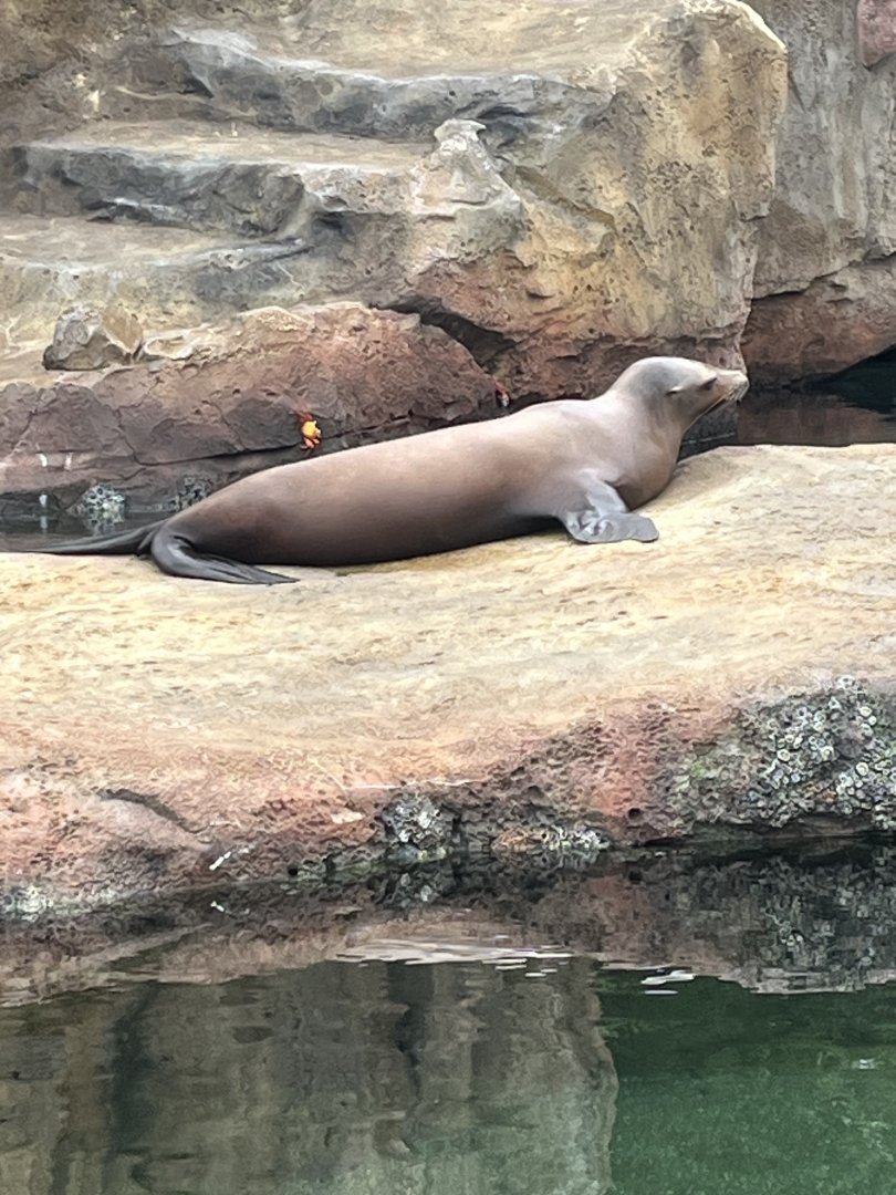 California Sea Lion
