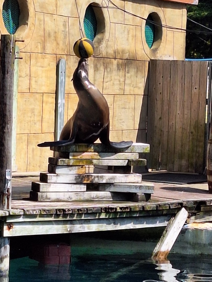 California Sea Lion