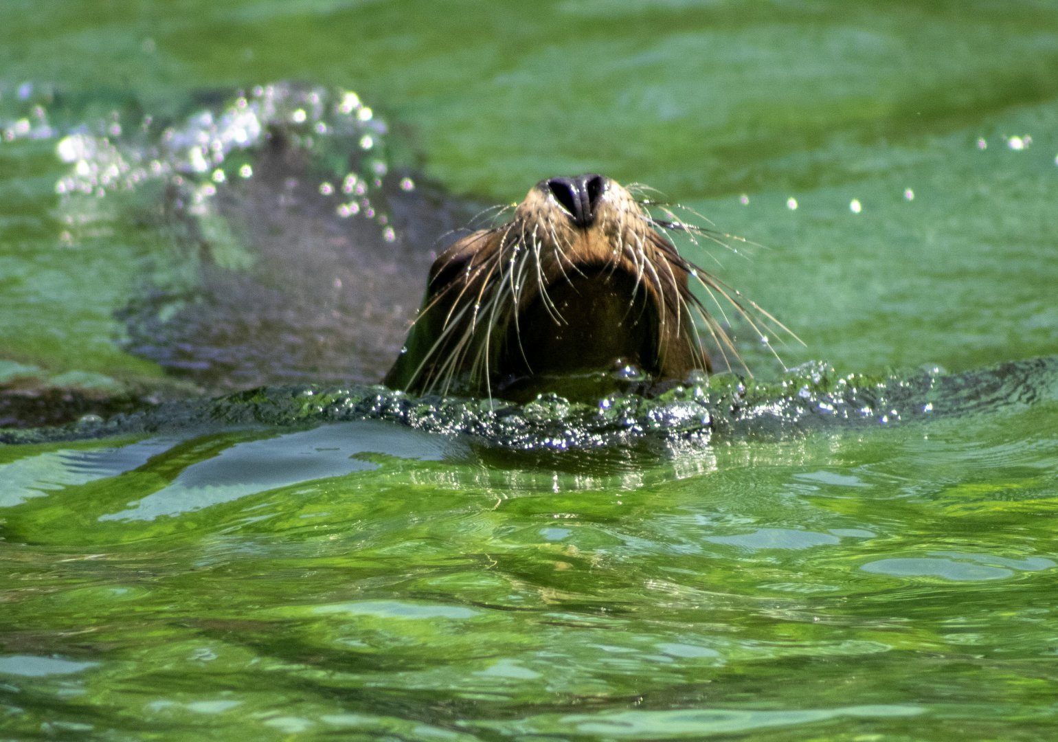 California Sea Lion