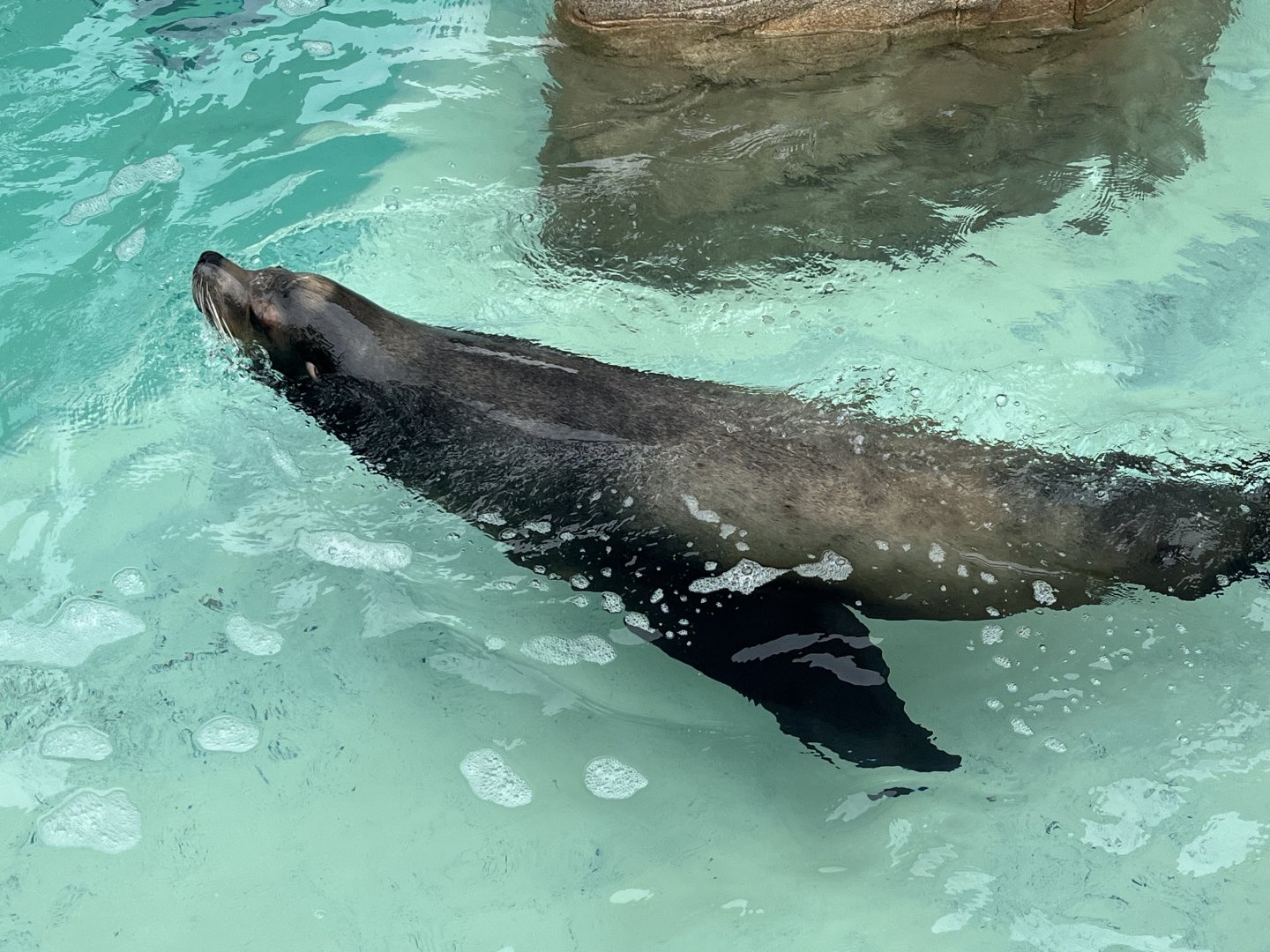 California Sea Lion