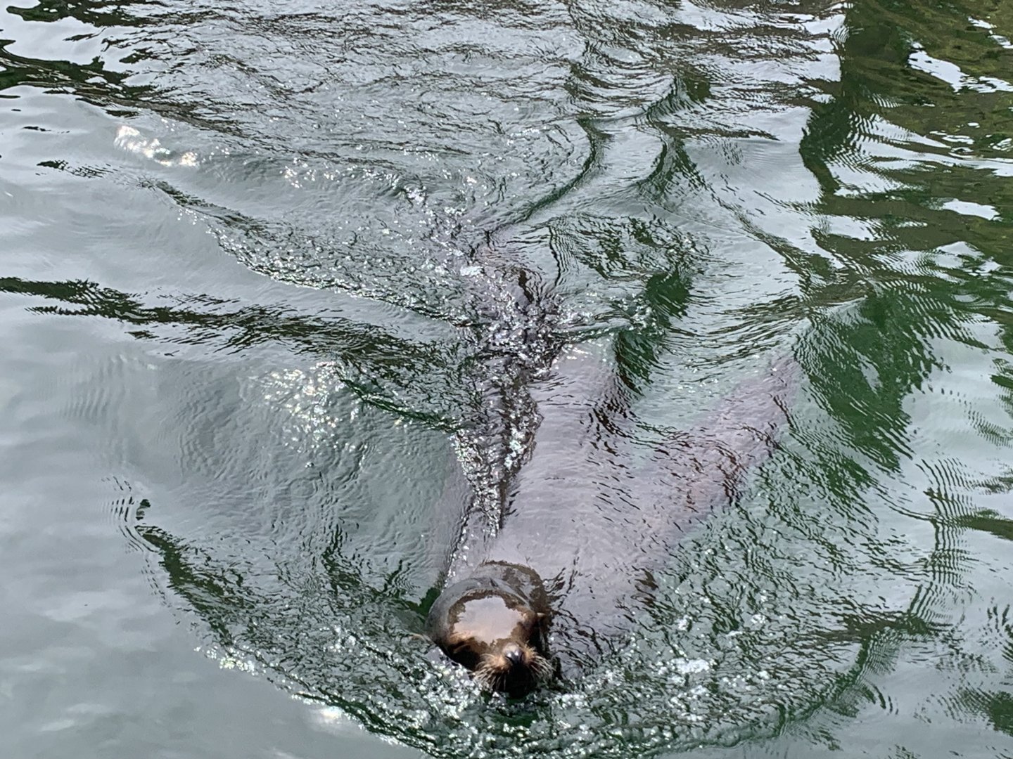 California sea lion