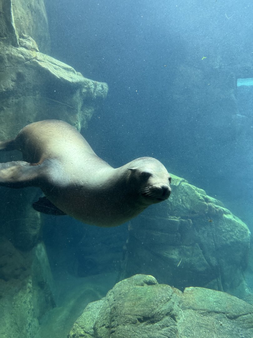 California Sea Lion