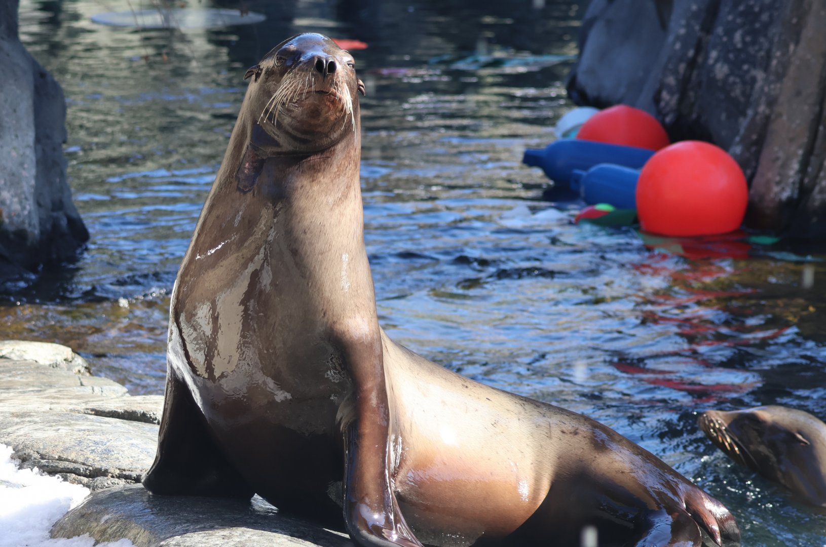 California Sea Lion