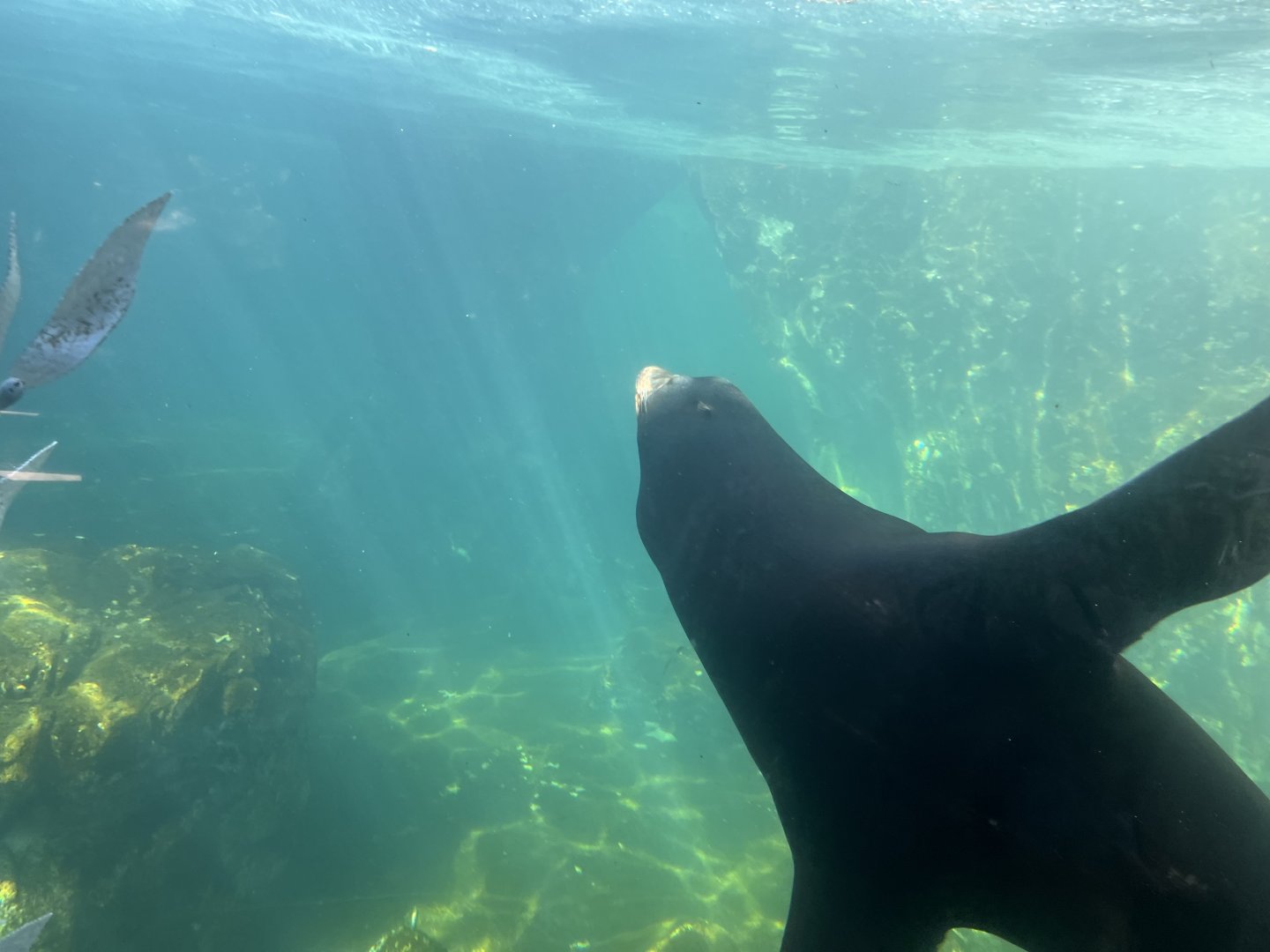 California Sea Lion