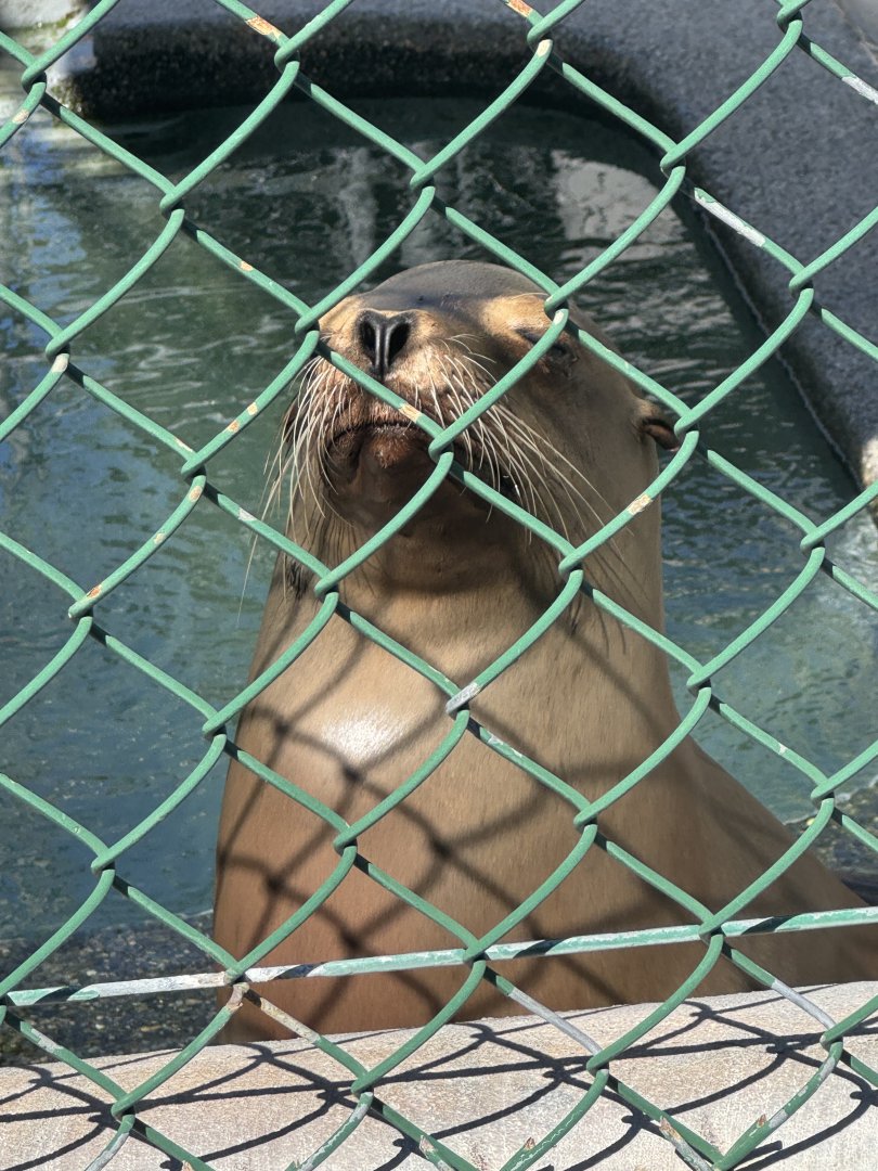 California Sea Lion