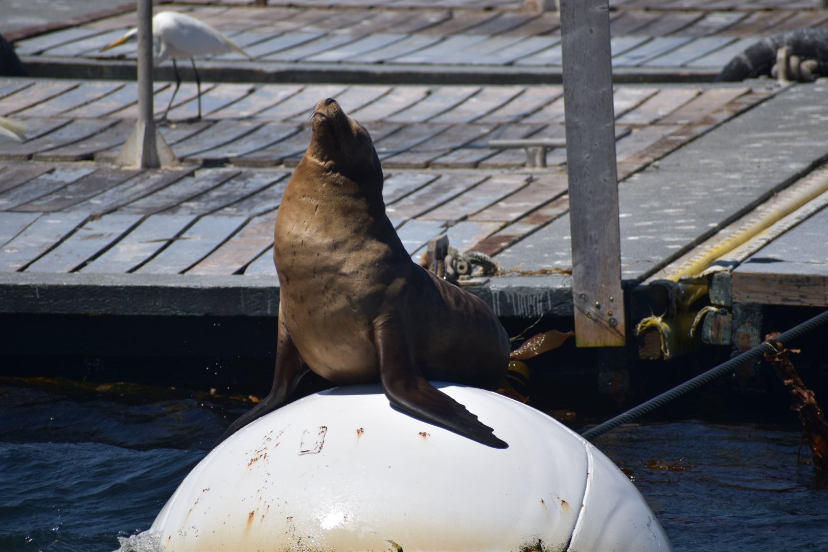 California Sea Lion