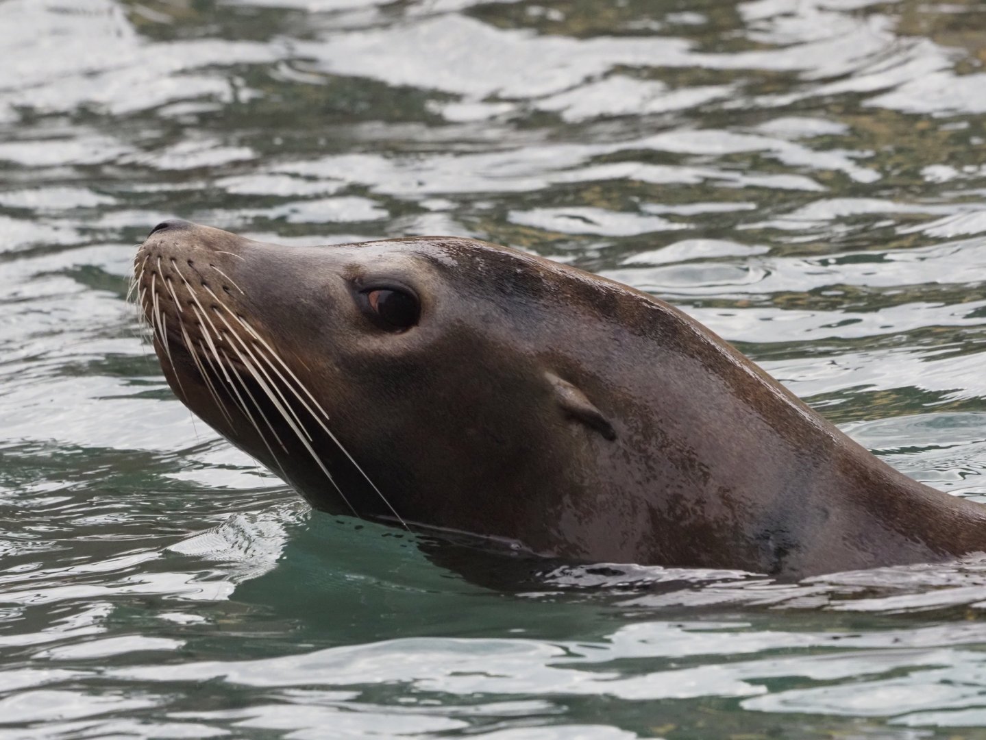 California Sea Lion