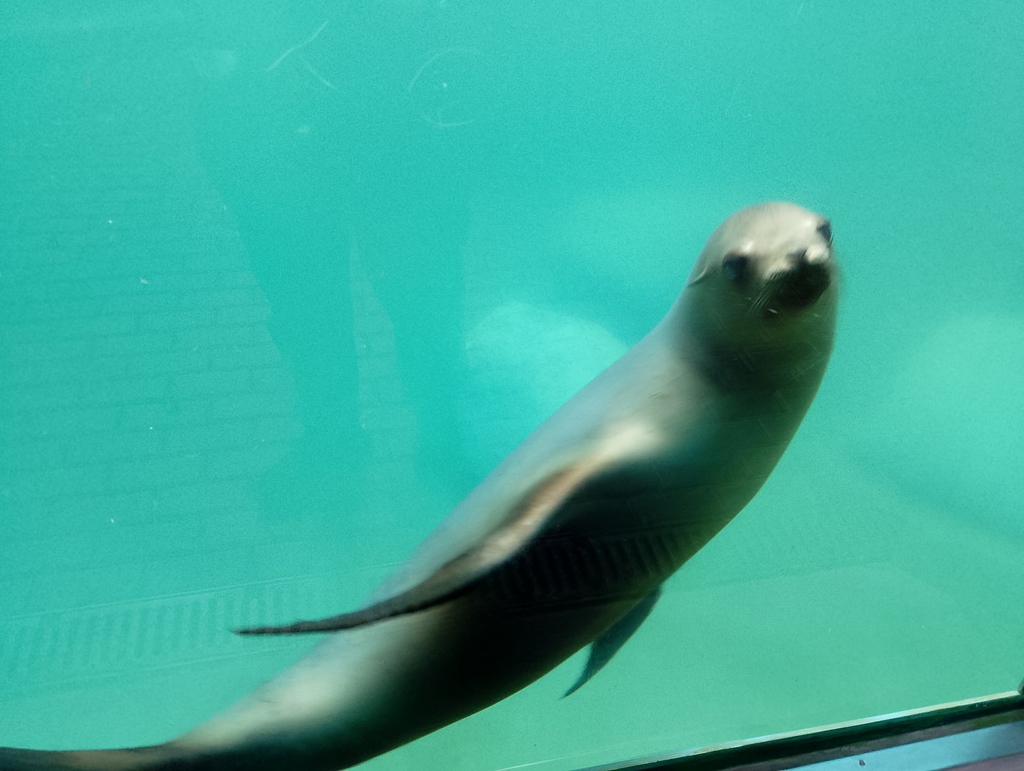California sea lion