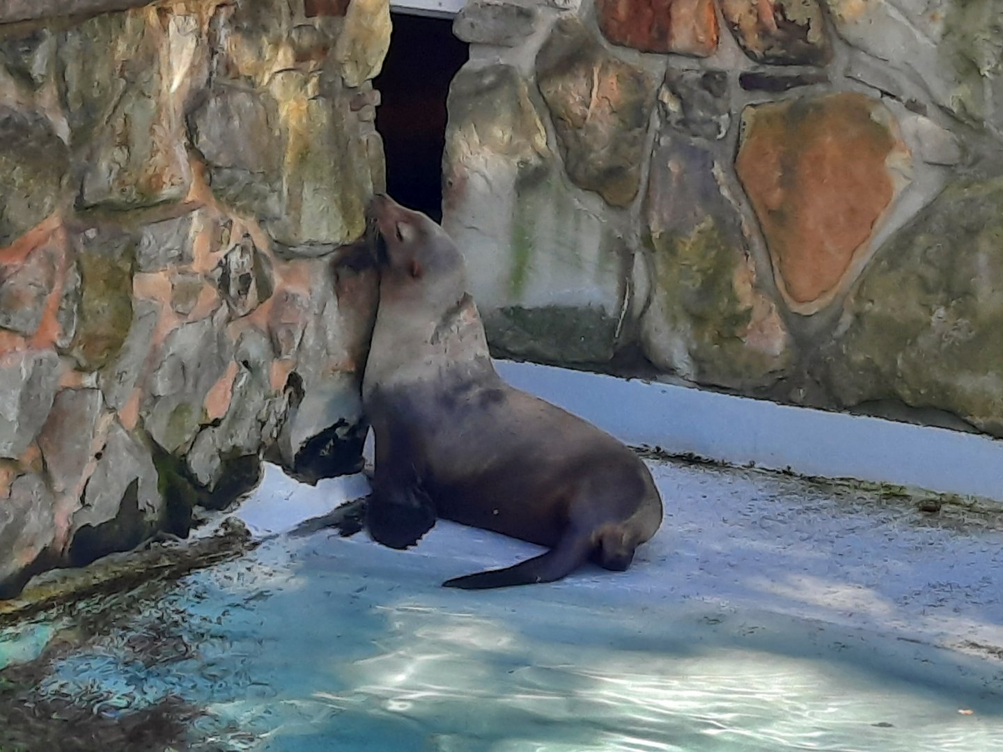 California Sea Lion