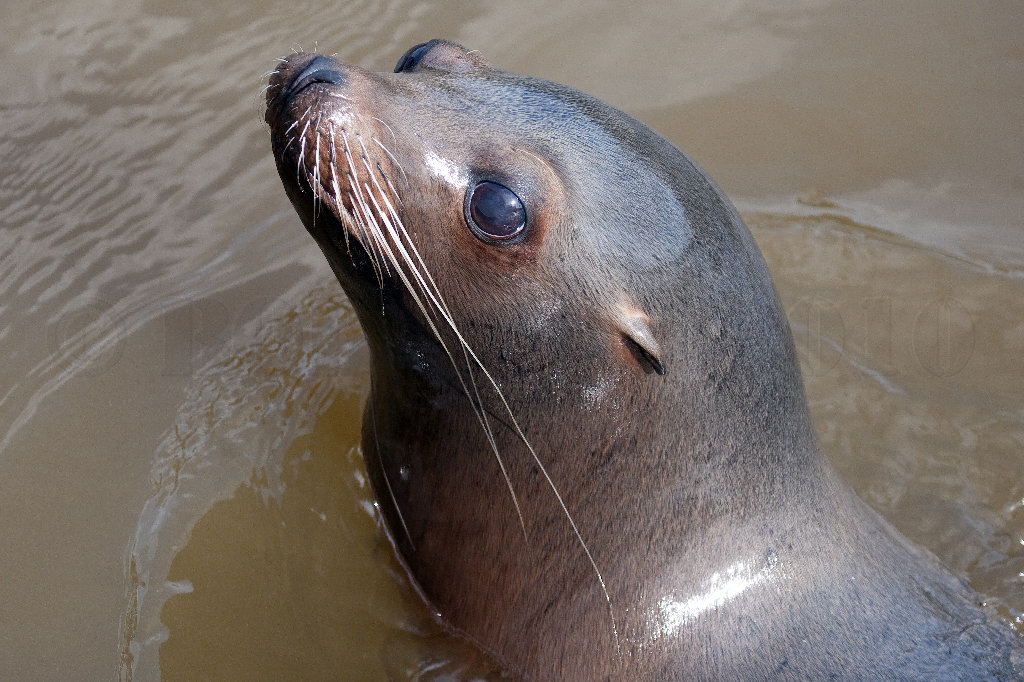 California Sea Lion