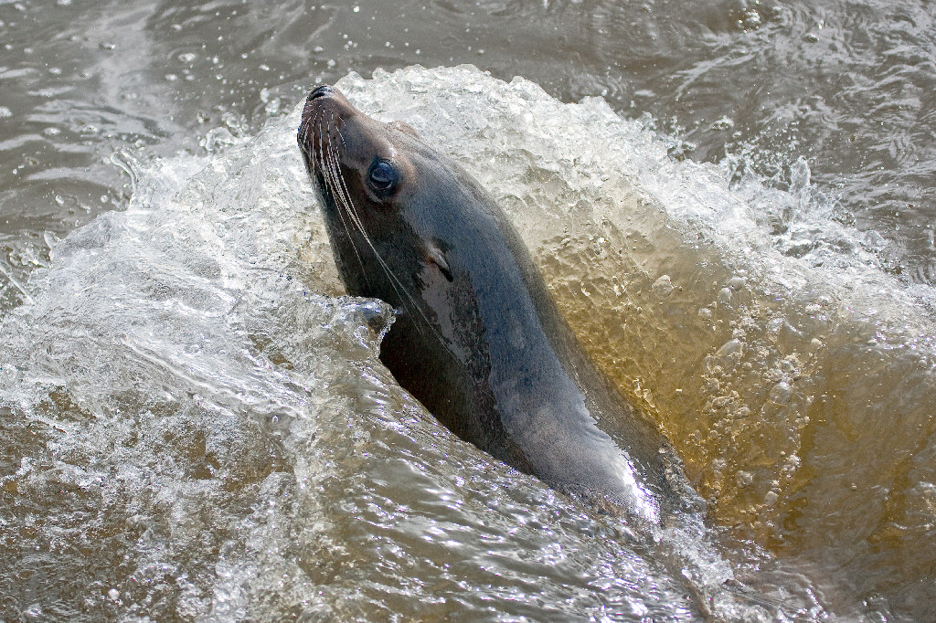 California Sea Lion