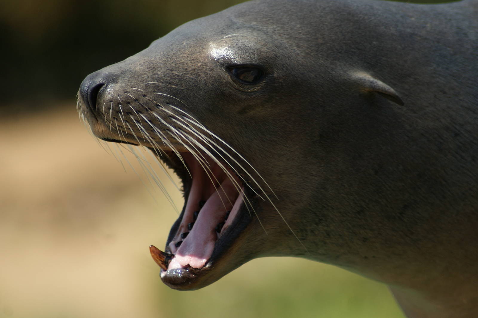 California Sea Lion