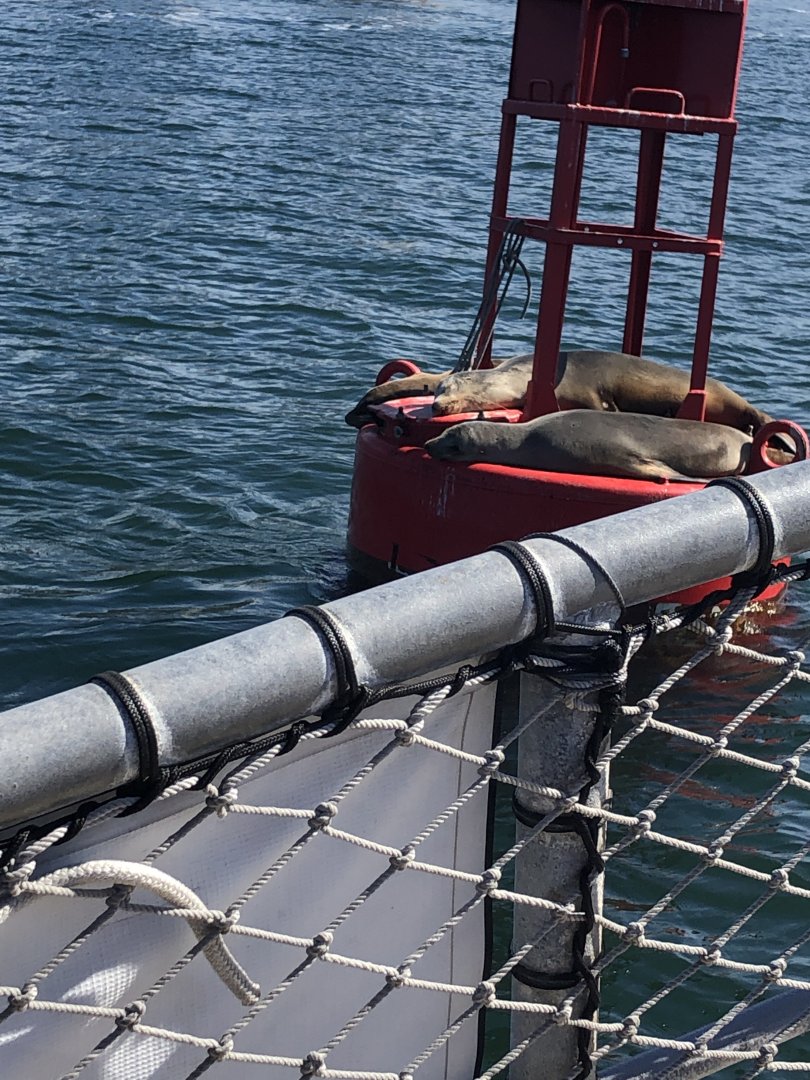 California sea lions 10-20-2021
