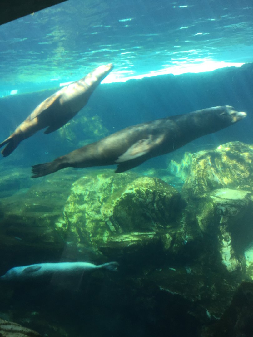 California Sea Lions 3-18-2018