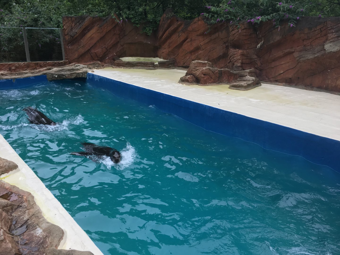 California sea-lions 300617