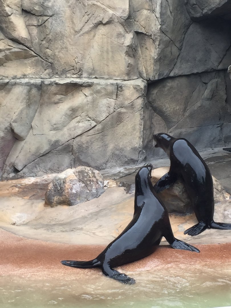 California Sea Lions 6-23-2017