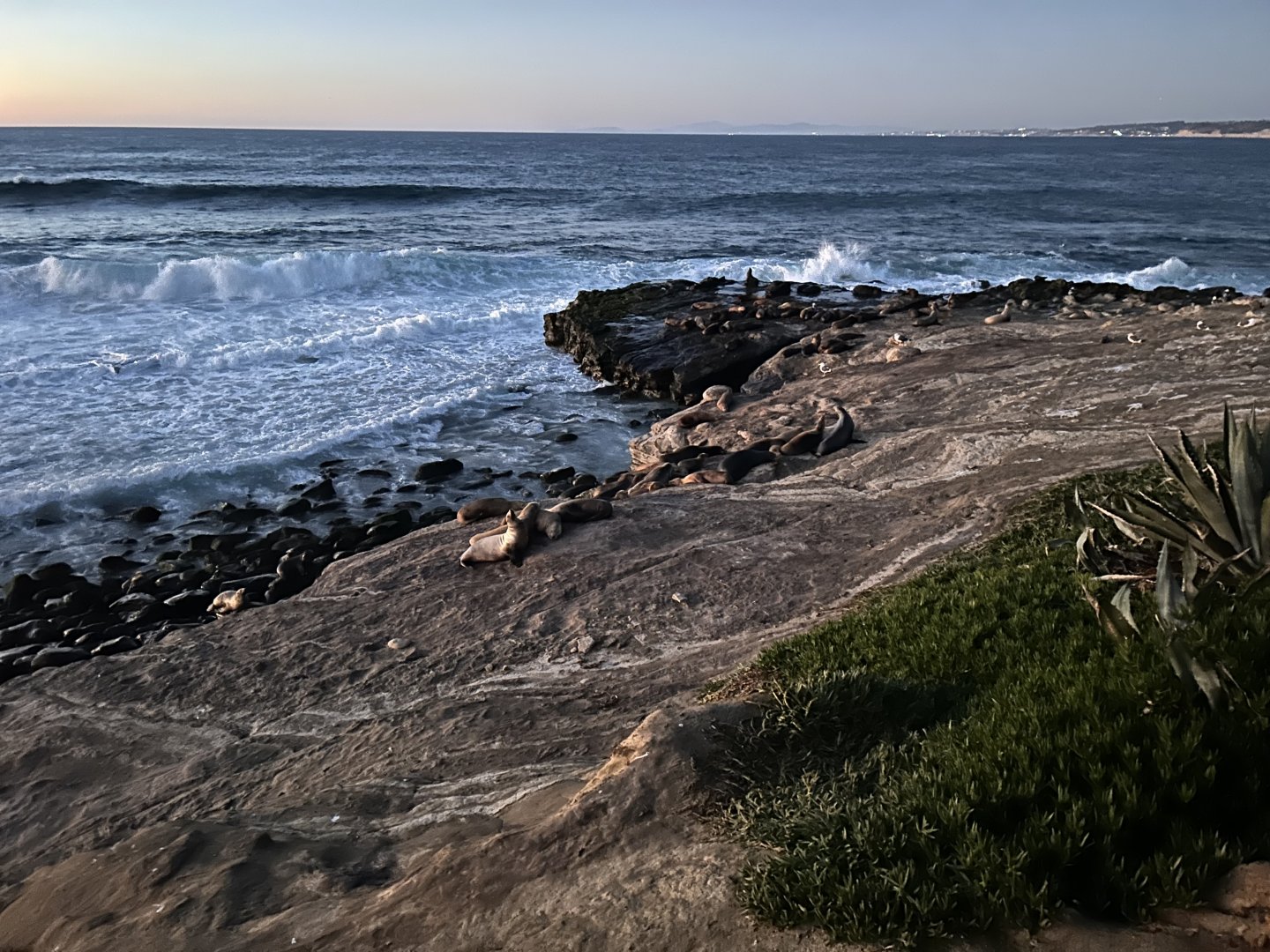 California Sea Lions at La Jolla Cove