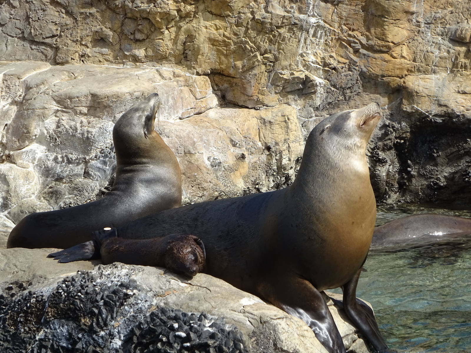 California Sea Lions at SeaWorld Orlando
