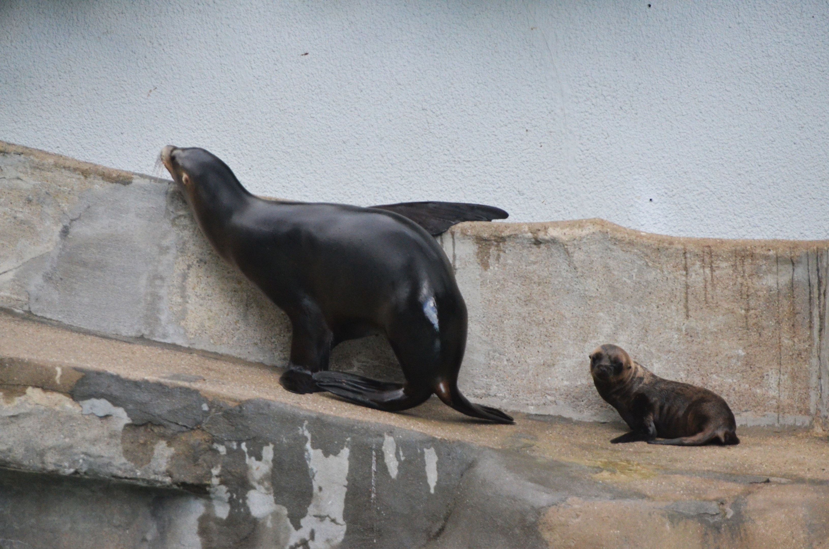 California Sea Lions at Wuppertal, 16/06/19