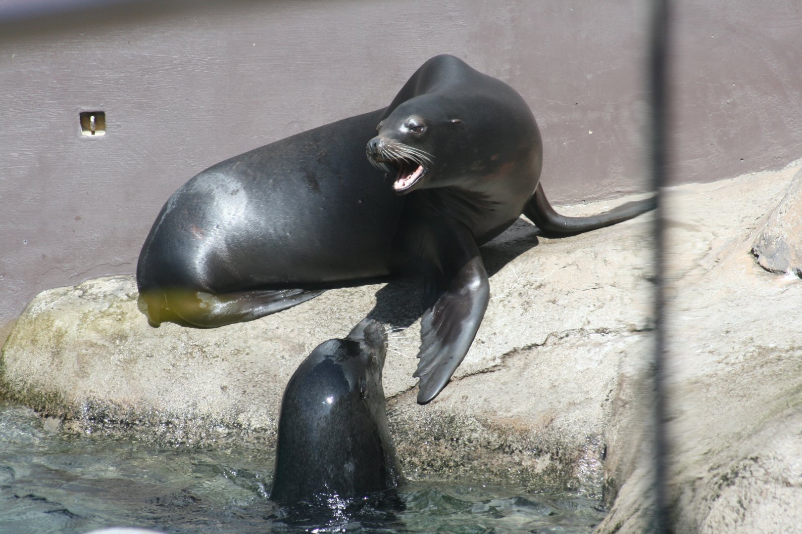 California Sea Lions 'Lilly' top 'Bob' bottom